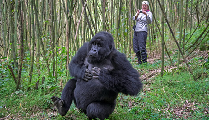 7-Days Best Gorilla Trekking and Other Highlights of Rwanda tour